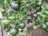 aimg_1574